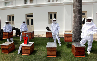 Kits apicultura