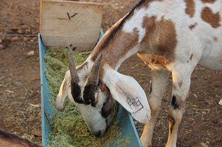 Alimentação animal na estiagem