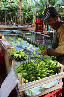 banana