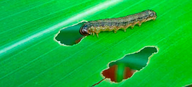 spodoptera.jpg
