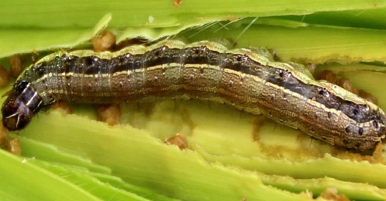 spodoptera1.jpg