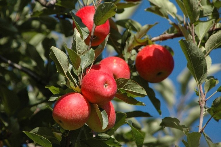 maçã val_fig2.jpg