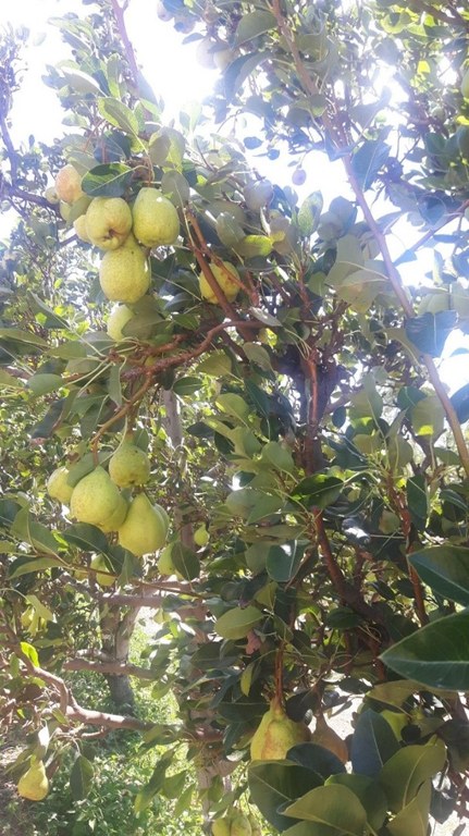 pera_val fig1.jpg