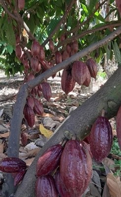 Cacau do Cerrado.jpg