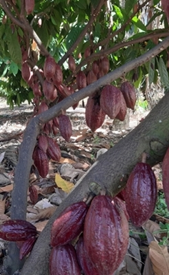 Cacau do Cerrado.jpg