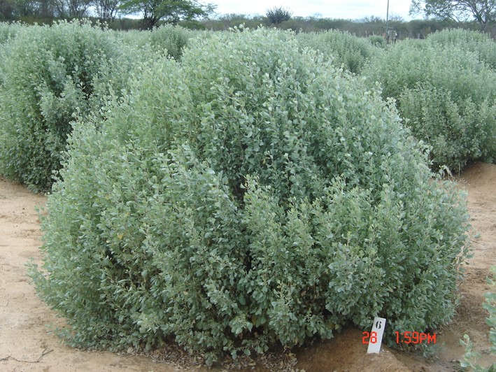 Figura 1. Cultivos de Erva-sal_Atriplex nummularia)_ Fonte - CERQUEIRA, et. al., 2021.png