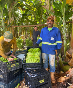 Figura 2. Produtor Ivanilton Leonardo dos Santos em Projeto Pública de Irrigação de Mirorós_Ibipeba-BA..png