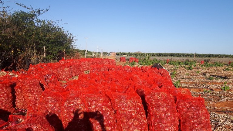plantio cebola.jpg