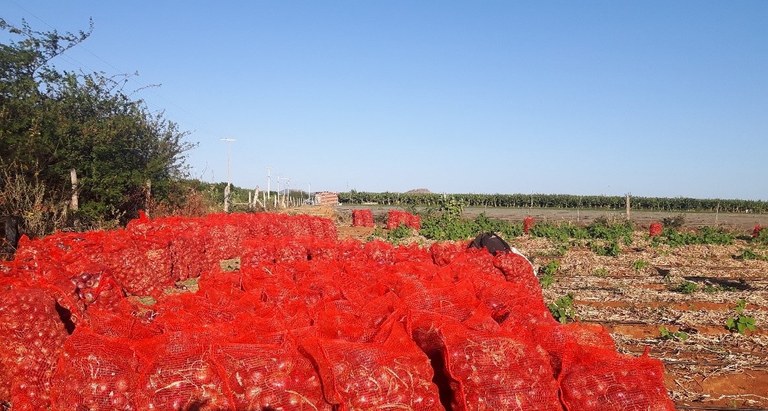 plantio cebola2.jpg