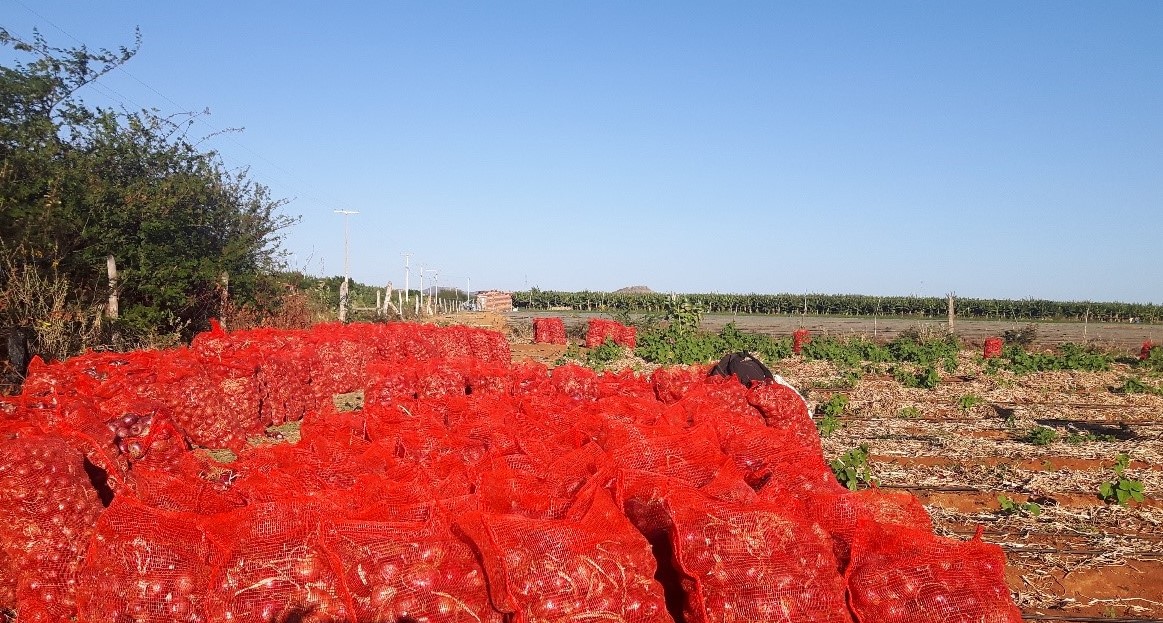 plantio cebola2.jpg