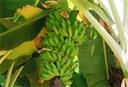 frulapa-banana_formoso