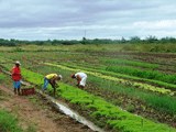 organicos-em-petrolina