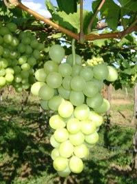 uva-oroco200