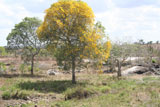 florada160