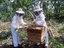 apicultura_160-1