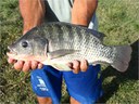 tilapia
