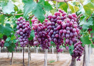 Produção de uvas será destaque