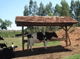 160-bovinocultura