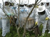 160-apicultura-al