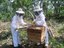 apicultura_credito_codevasf_160