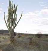 caatinga