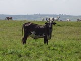 vaca-160