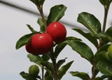 160acerola