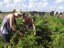 160_irmas-agricultoras-cultivam-pimenta-tabasco-no