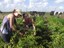 160_irmas-agricultoras-cultivam-pimenta-tabasco-no