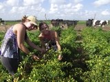 160_irmas-agricultoras-cultivam-pimenta-tabasco-no