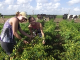 160_irmas-agricultoras-cultivam-pimenta-tabasco-no