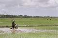 160-colheita-de-arroz-no-perimetro-irrigado-de