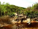 200_caatinga-sidney-gouveia-27