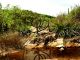 200_caatinga-sidney-gouveia-27