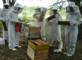160-apicultura