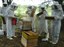 160-apicultura