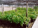 160-projeto-amanha-agroecologia-se-manga-mudas