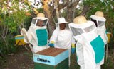 apiculturasite