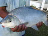 peixamento-meio-ambiente160