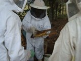 160curso-de-apicultura-em-mirorors_projeto-amanha