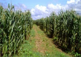 dia-de-campo