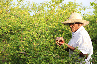 Agricultor familiar Mandacaru