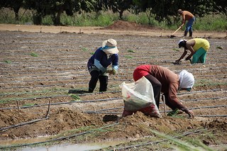 Sistema de Irrigação Mandacaru