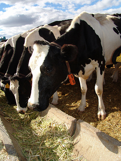 Produtores familiares de leite apoiados pela Codevasf têm Dia de Campo em áreas rurais de Alagoas