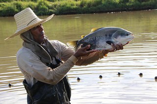 Criação de peixes