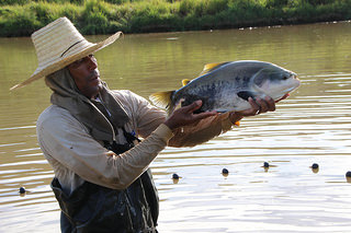 Criação de peixes