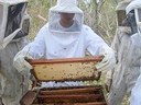 apicultura12