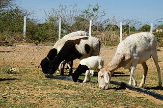 Segurança alimentar de animais está entre as preocupações da Codevasf