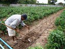 160-fruticultura-sergipe-1