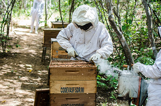 apicultura BA